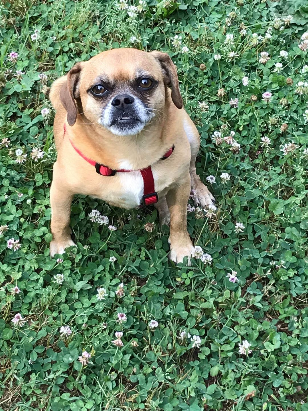 Cujo